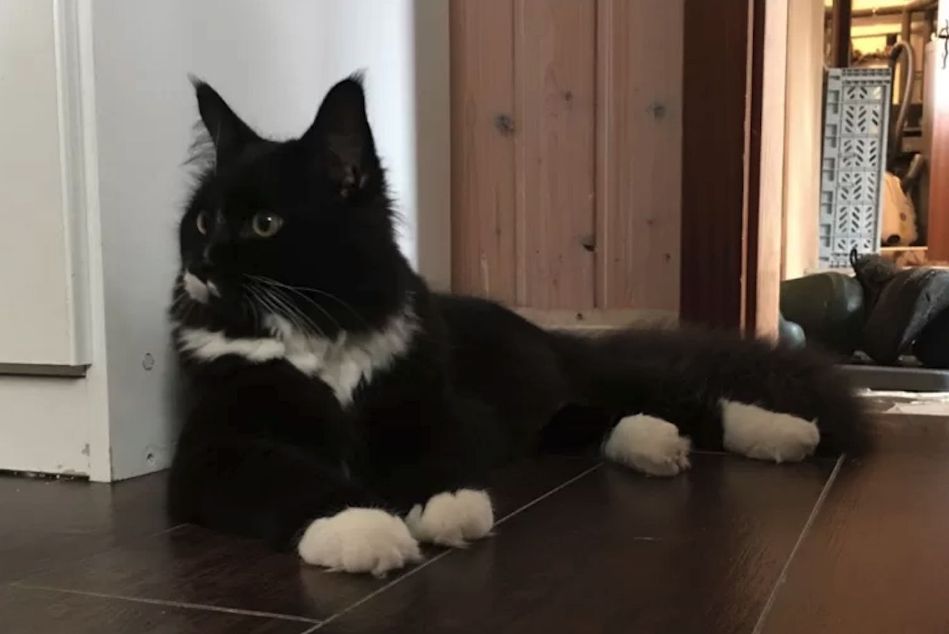 Maine Coon Deckkater aus Hamburg