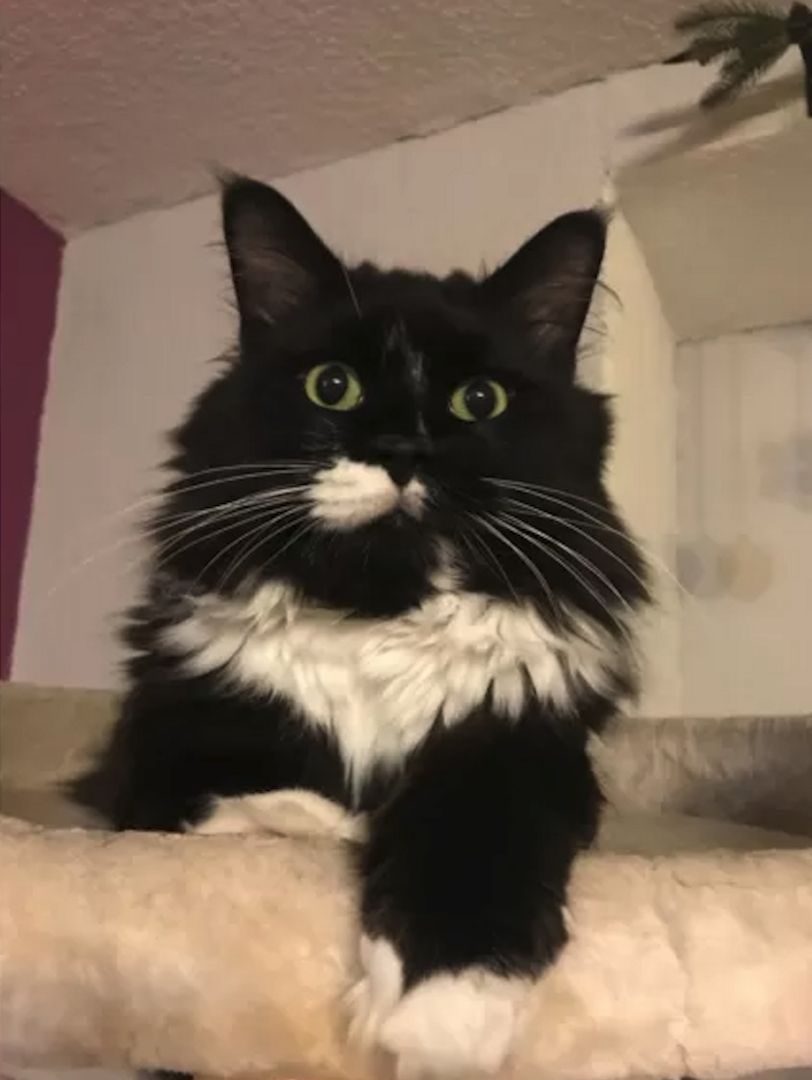 Maine Coon Deckkater aus Hamburg