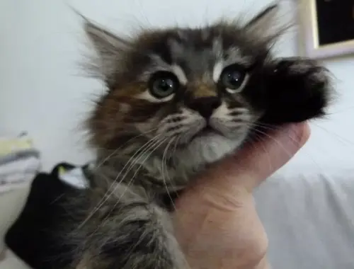 Fine -Sibirische Katze / Kitten - mit Papieren / Stammbaum aus seriöser Zucht