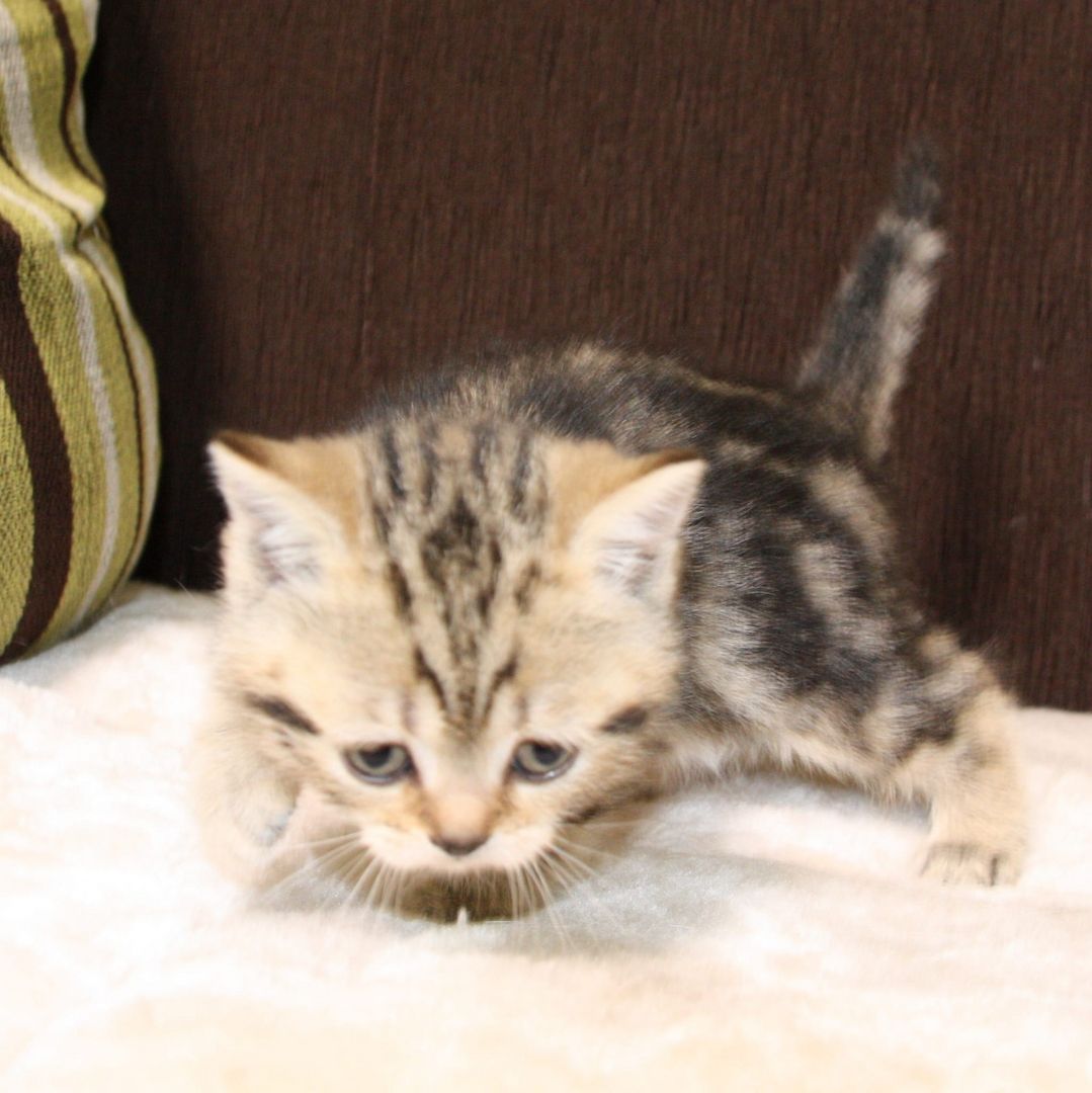 BKH  Kitten BKH  Kitten