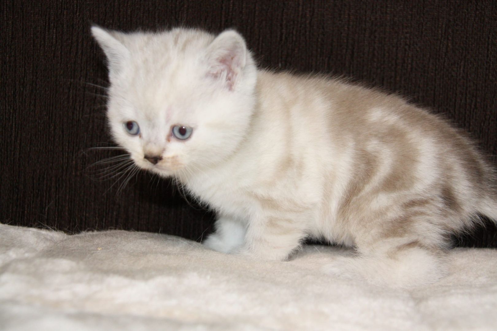 BKH  Kitten BKH  Kitten