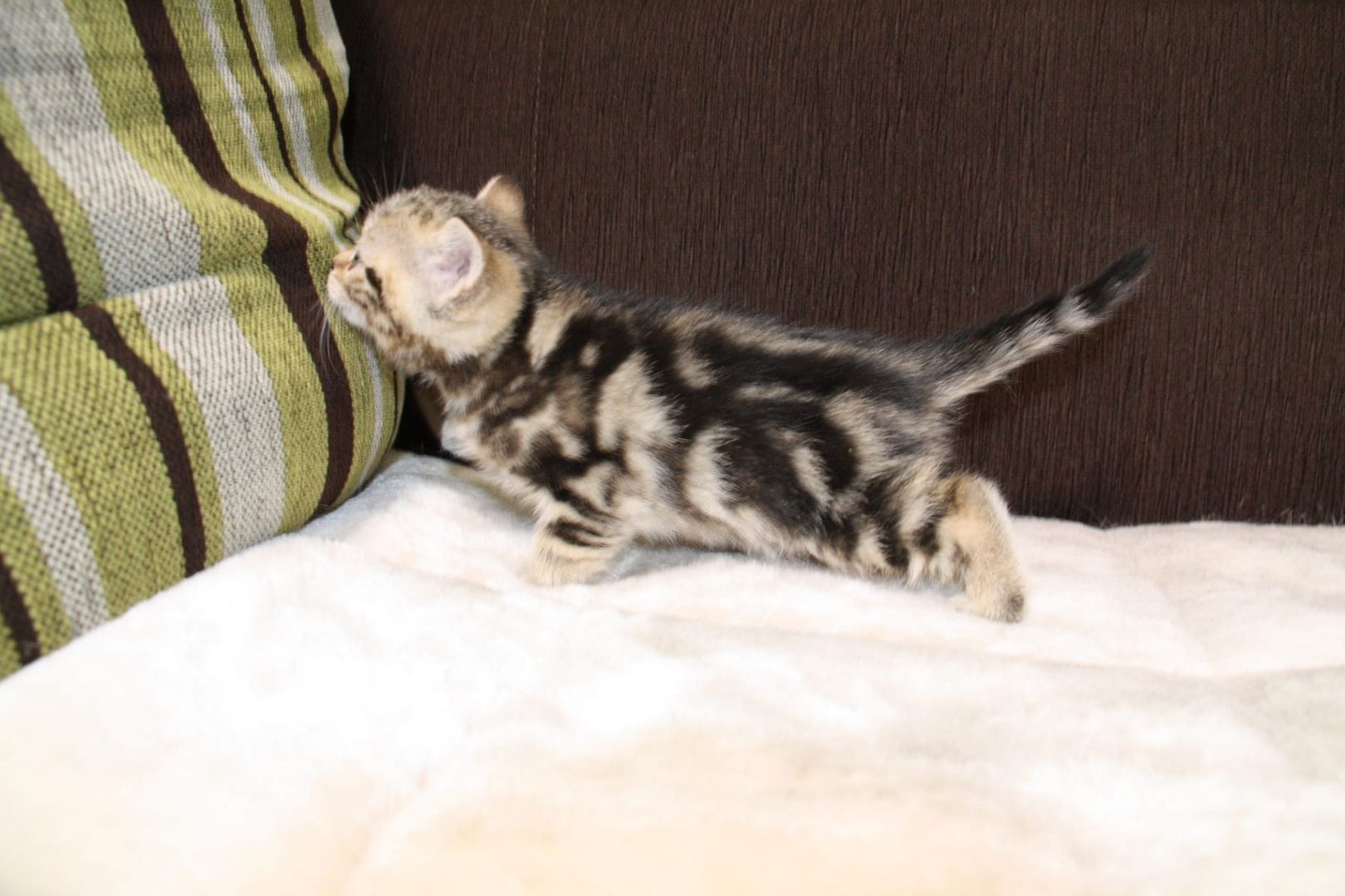 BKH  Kitten BKH  Kitten