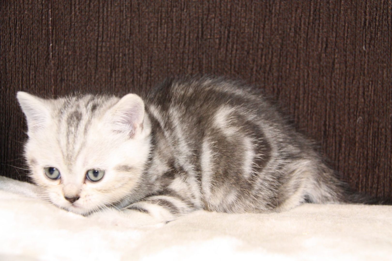 BKH  Kitten BKH  Kitten