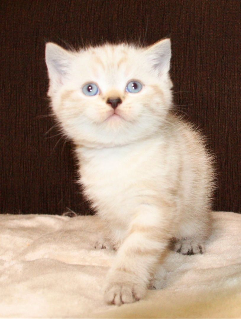 BKH  Kitten BKH  Kitten