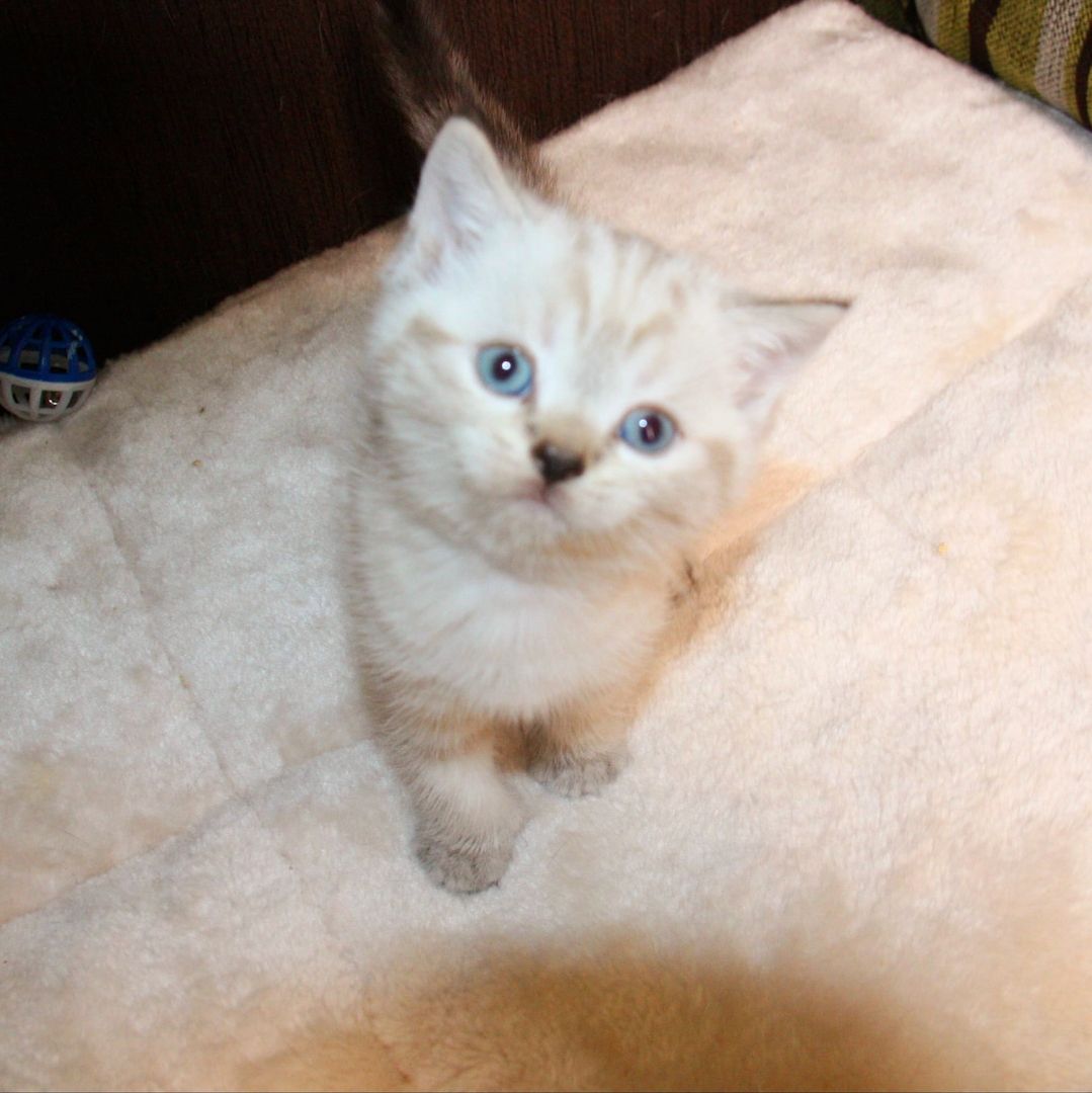 BKH  Kitten BKH  Kitten