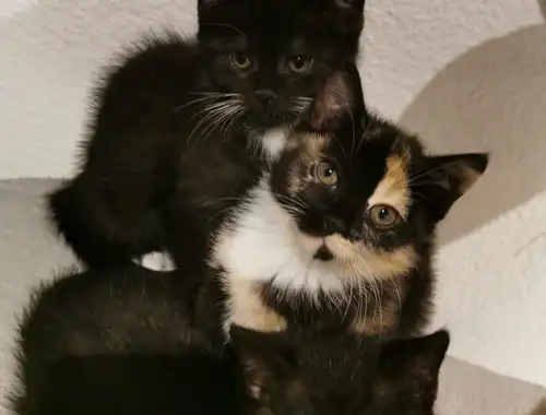 Wunderschöne Kätzchen suchen ein neues Zuhause
