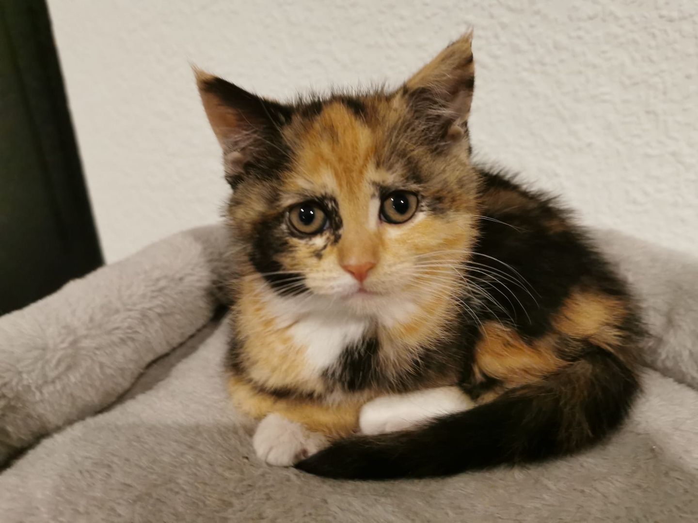 Wunderschöne Kätzchen suchen ein neues Zuhause Wunderschöne Kätzchen suchen ein neues Zuhause