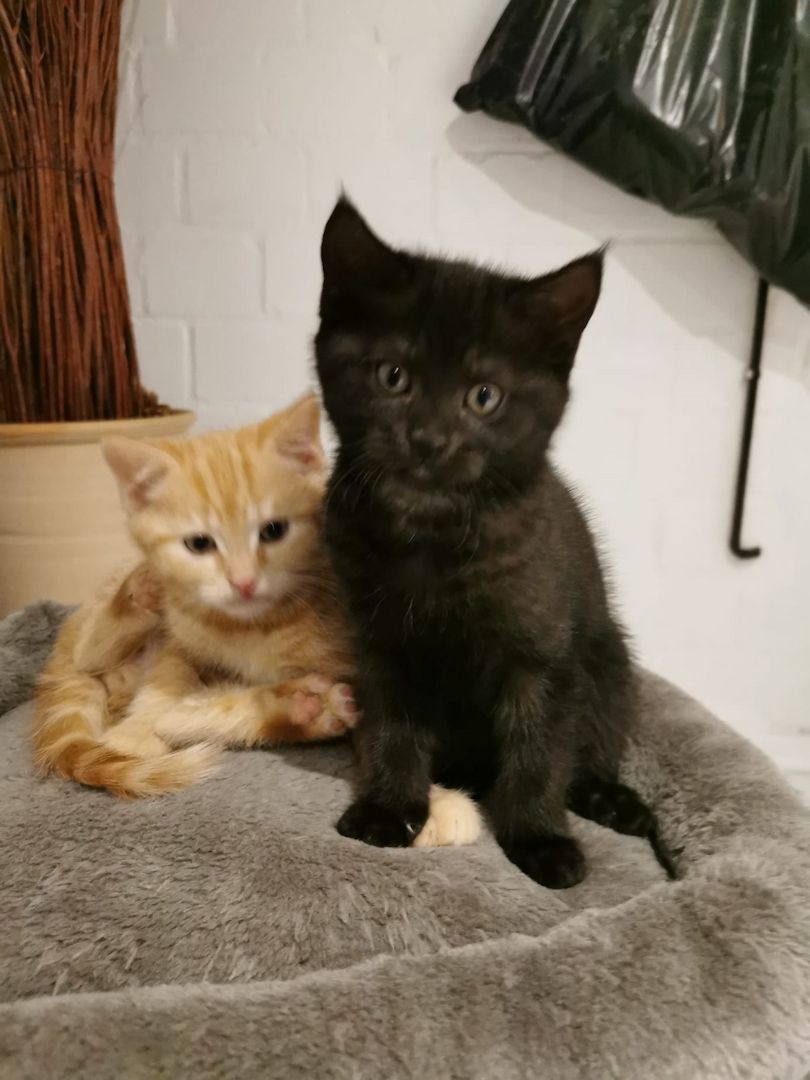 Wunderschöne Kätzchen suchen ein neues Zuhause Wunderschöne Kätzchen suchen ein neues Zuhause