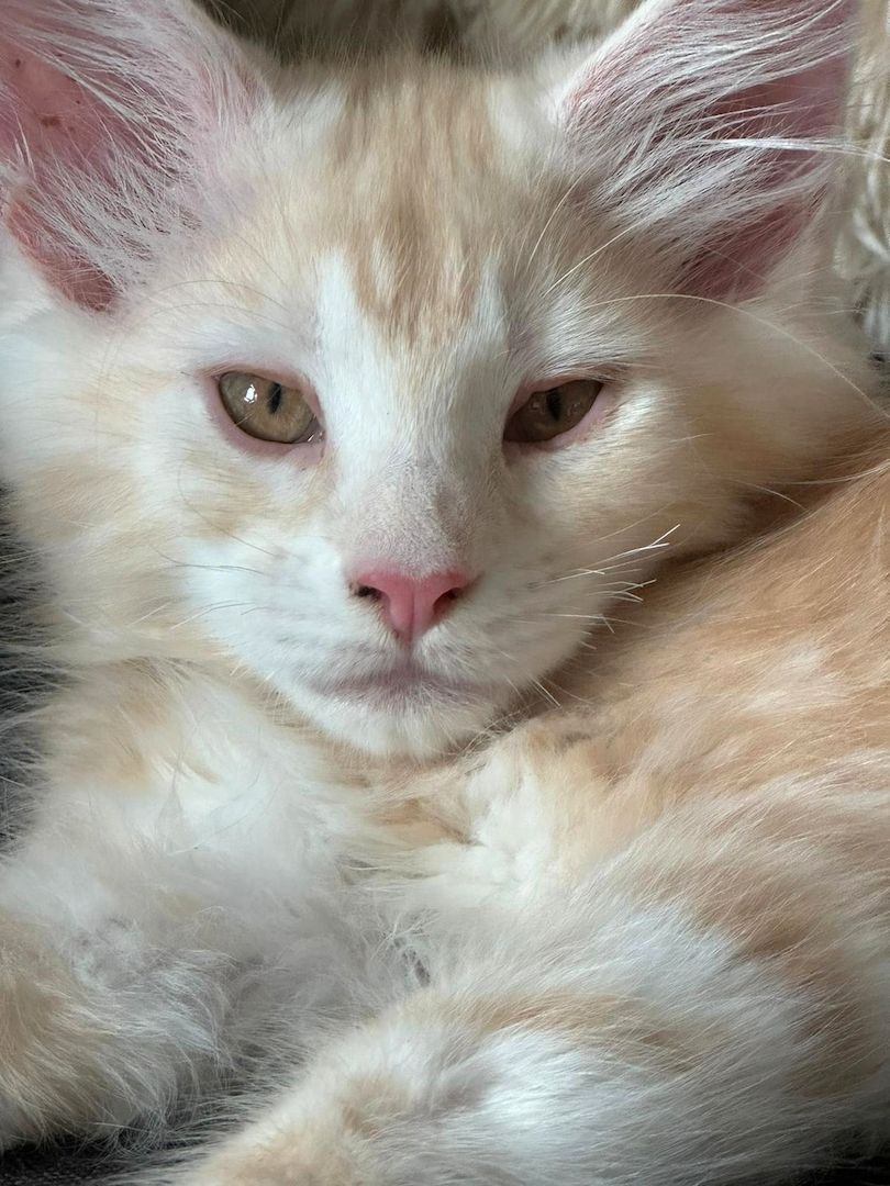 wunderschöner Maine Coon Kater Kitten sucht sein neues Zuhause