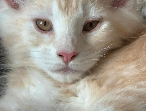 wunderschöner Maine Coon Kater Kitten sucht sein neues Zuhause