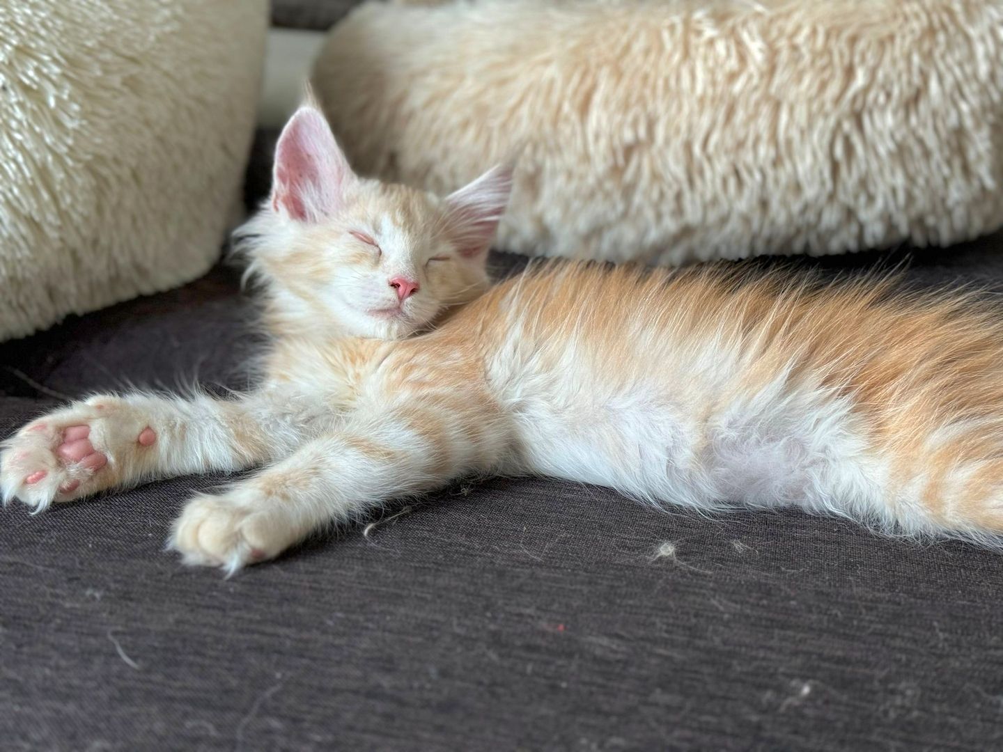 wunderschöner Maine Coon Kater Kitten sucht sein neues Zuhause