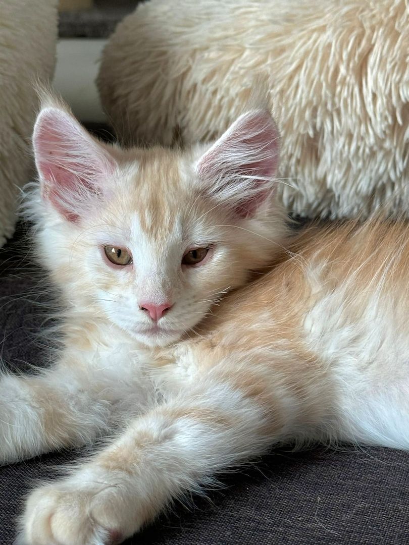 wunderschöner Maine Coon Kater Kitten sucht sein neues Zuhause