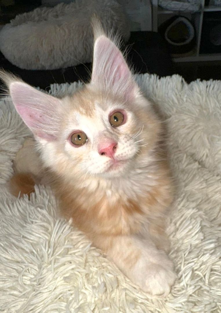 wunderschöner Maine Coon Kater Kitten sucht sein neues Zuhause