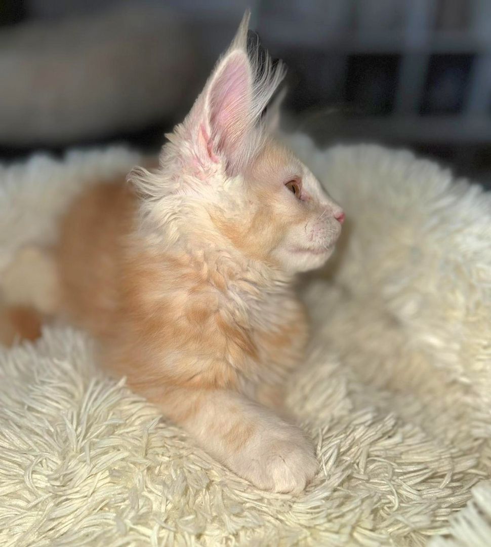 wunderschöner Maine Coon Kater Kitten sucht sein neues Zuhause