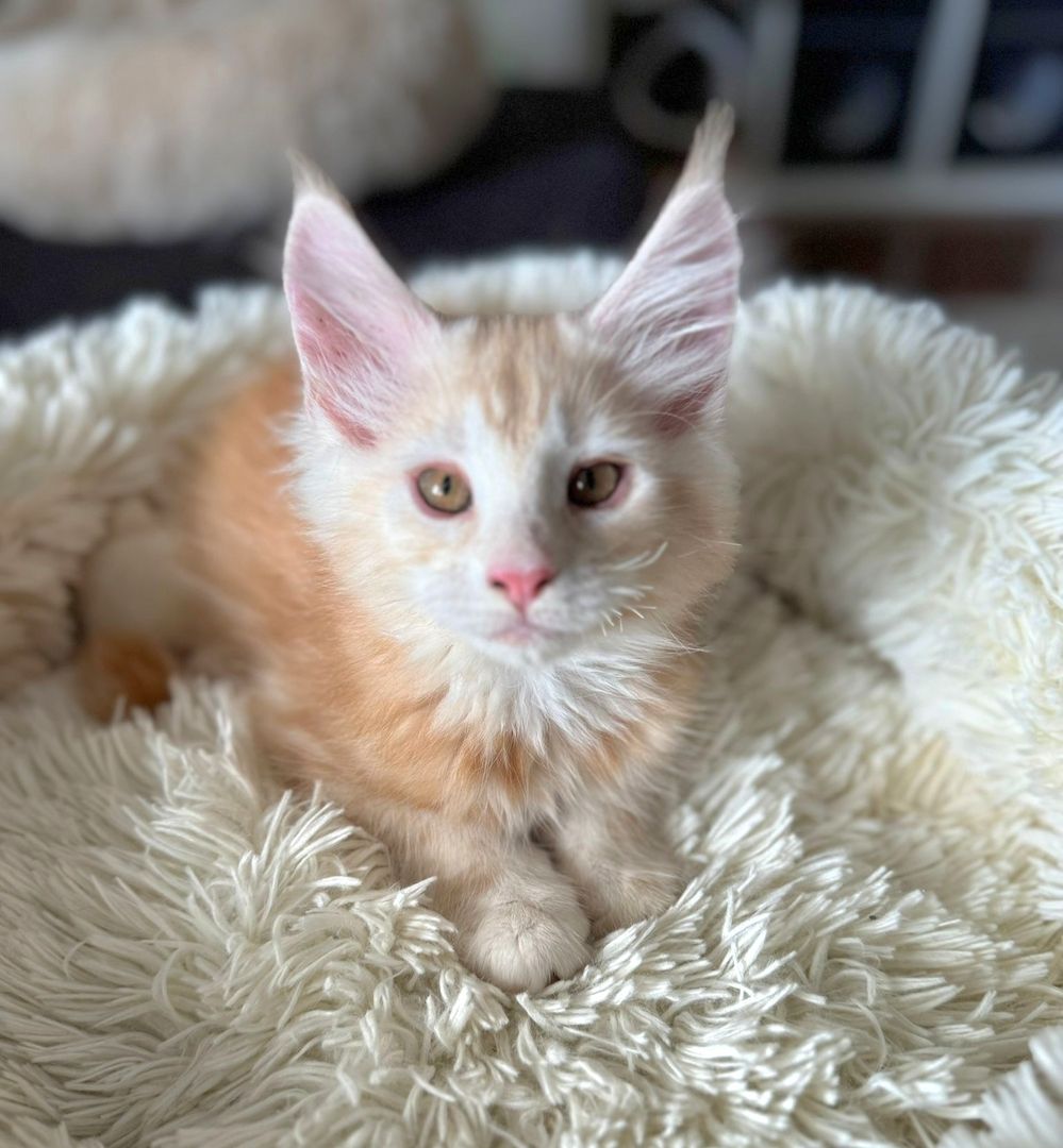 wunderschöner Maine Coon Kater Kitten sucht sein neues Zuhause