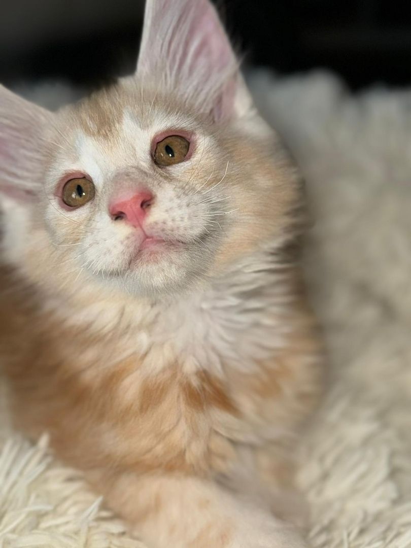 wunderschöner Maine Coon Kater Kitten sucht sein neues Zuhause