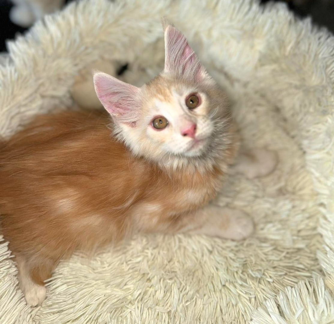 wunderschöner Maine Coon Kater Kitten sucht sein neues Zuhause