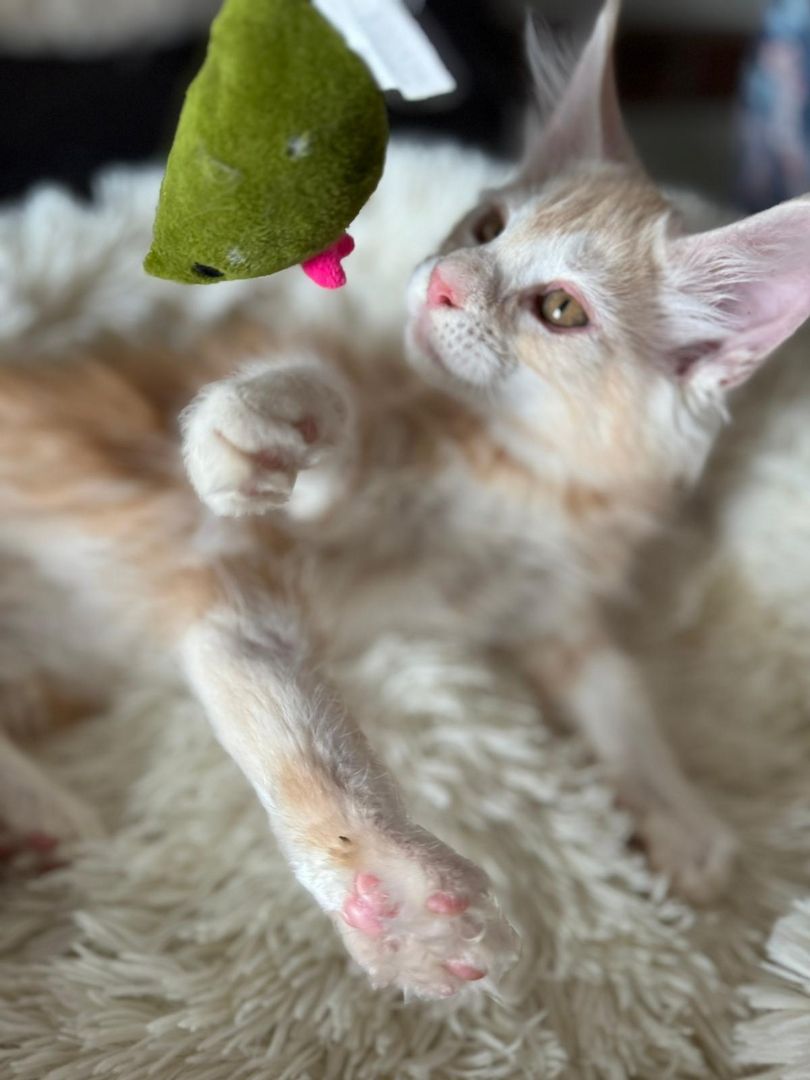 wunderschöner Maine Coon Kater Kitten sucht sein neues Zuhause