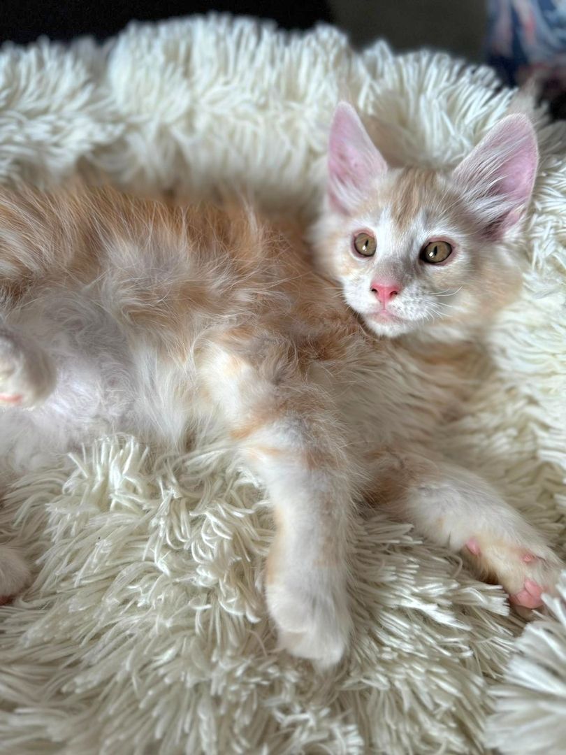 wunderschöner Maine Coon Kater Kitten sucht sein neues Zuhause