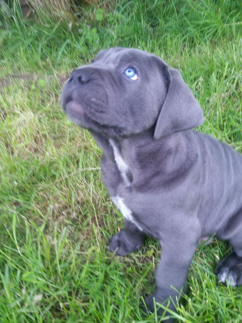 Cane Corso Welpen Blue Line