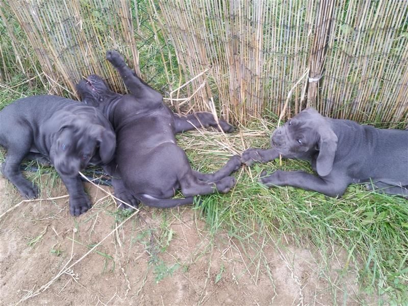 Cane Corso Welpen Blue Line