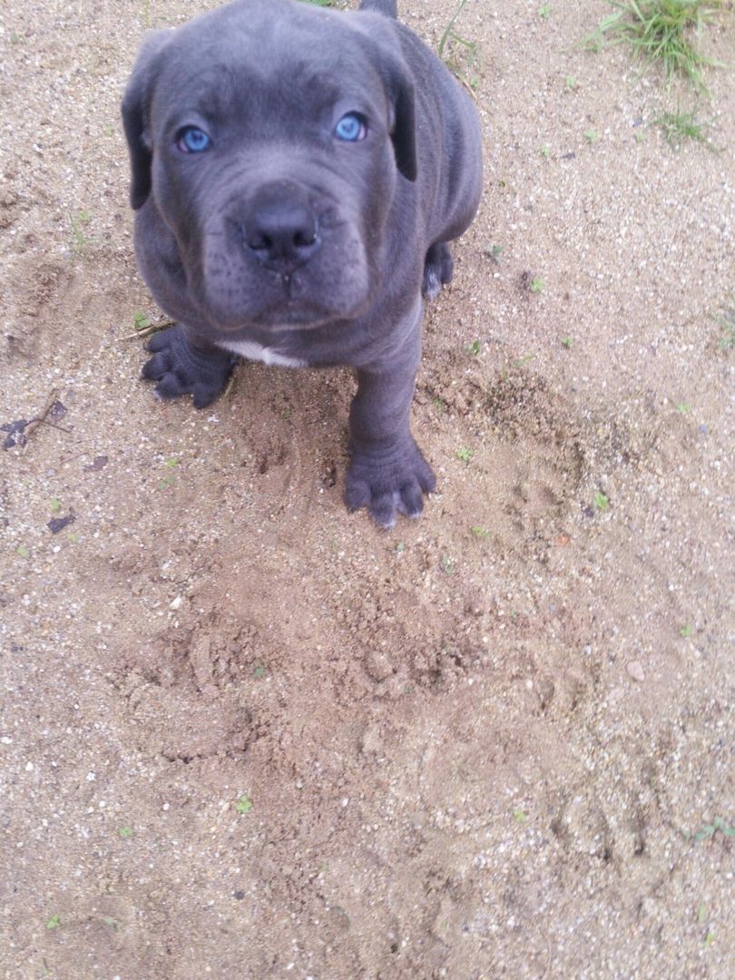 Cane Corso Welpen Blue Line