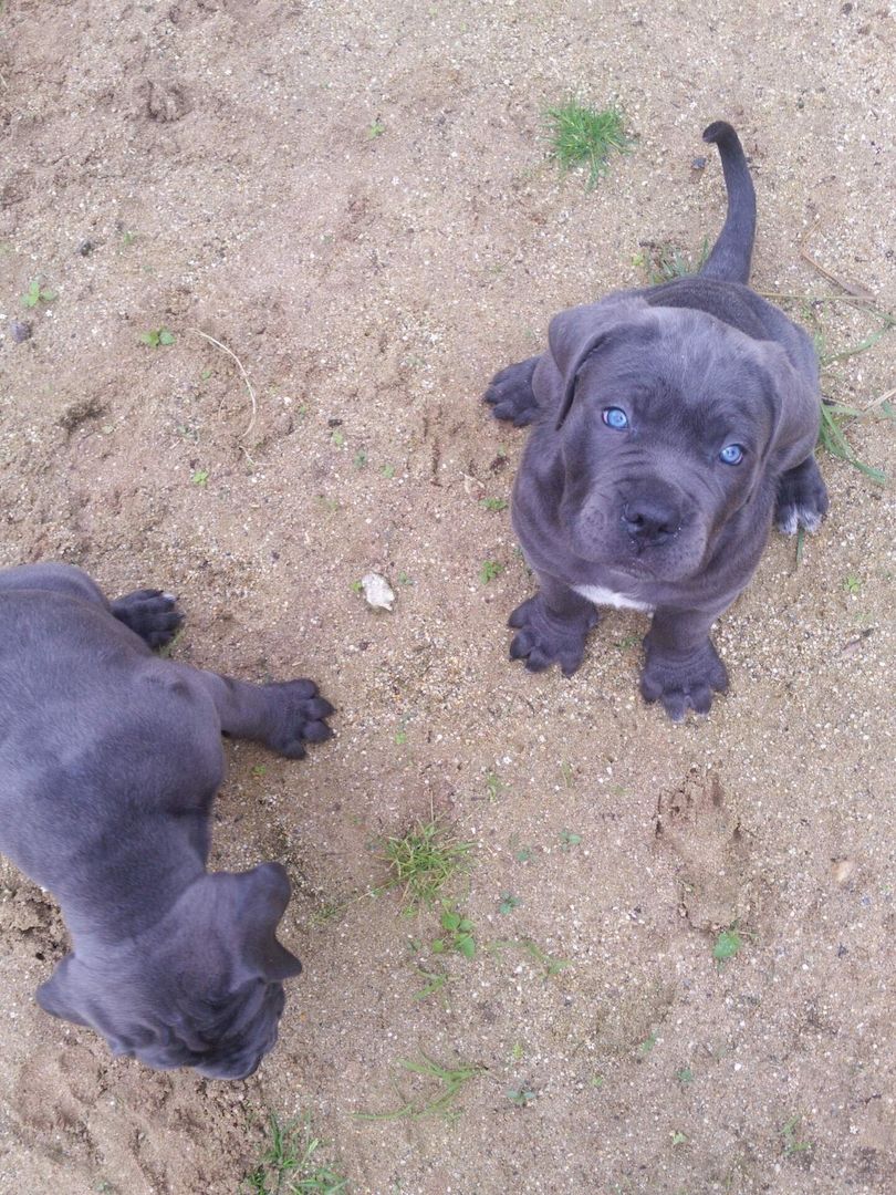 Cane Corso Welpen Blue Line
