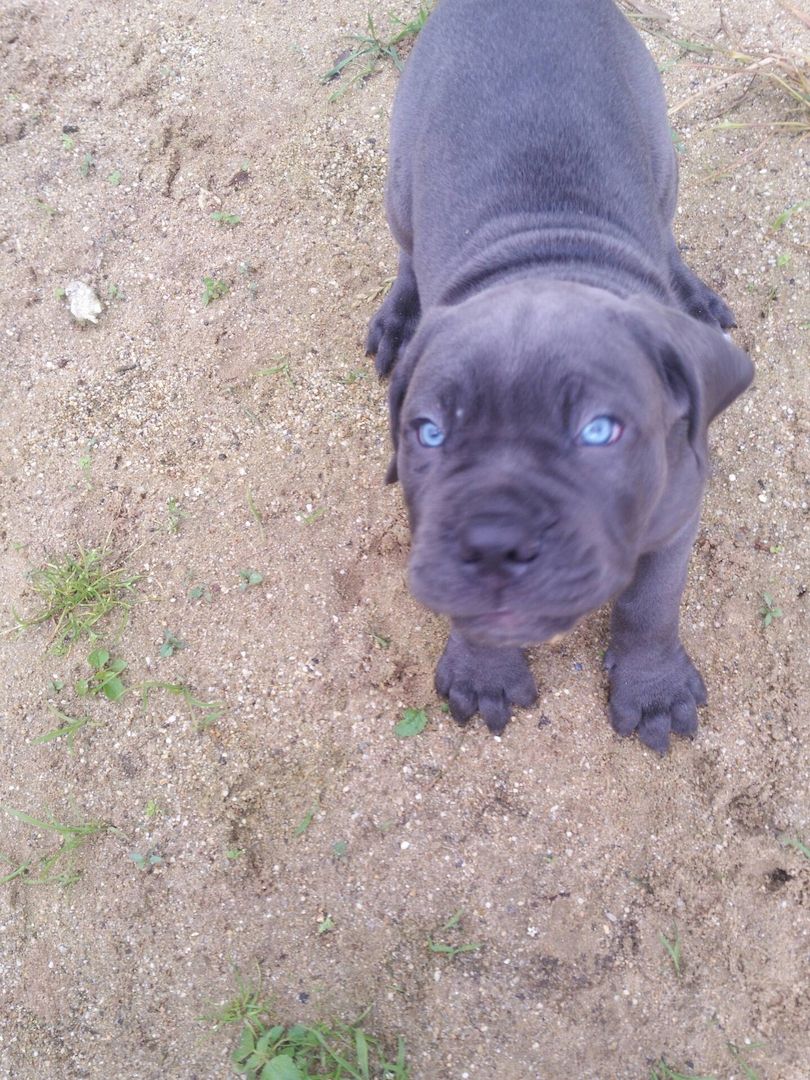 Cane Corso Welpen Blue Line