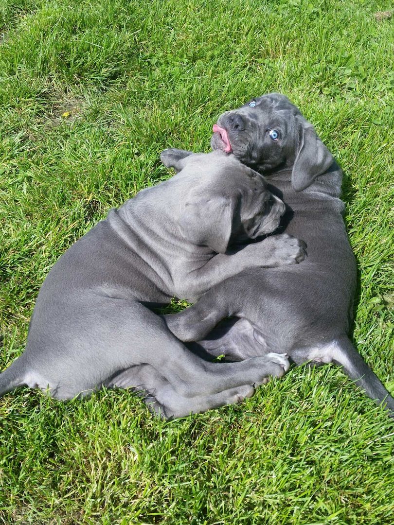 Cane Corso Welpen Blue Line