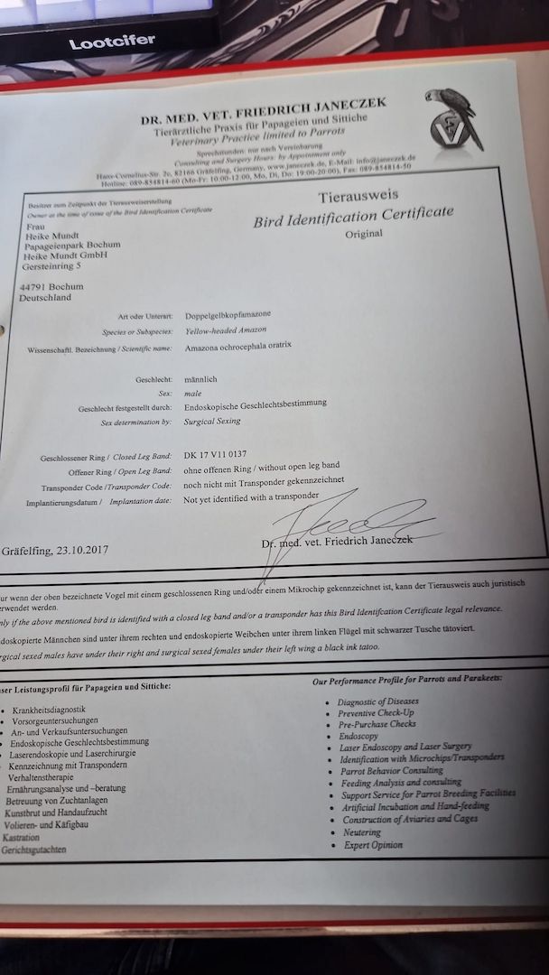 Verkauf 2 Doppelgelbkopf Amazonen