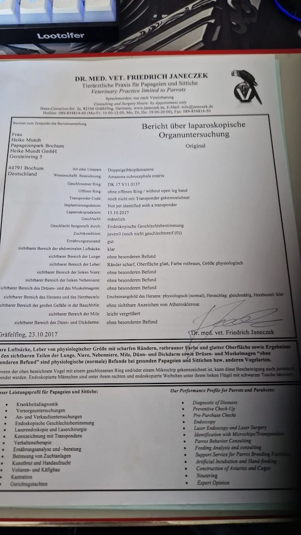 Verkauf 2 Doppelgelbkopf Amazonen