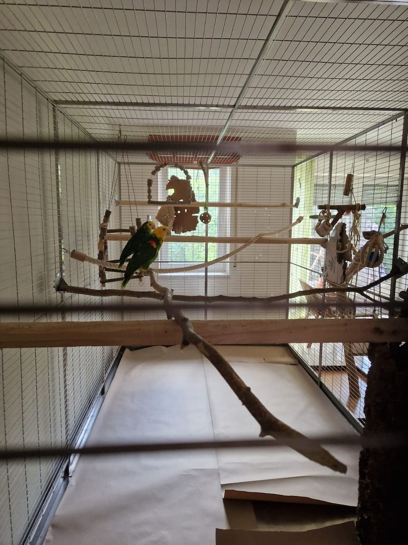 Verkauf 2 Doppelgelbkopf Amazonen