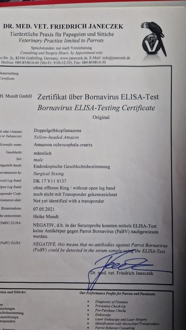 Verkauf 2 Doppelgelbkopf Amazonen