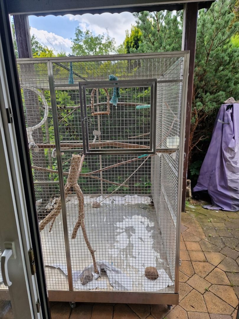 Verkauf 2 Doppelgelbkopf Amazonen