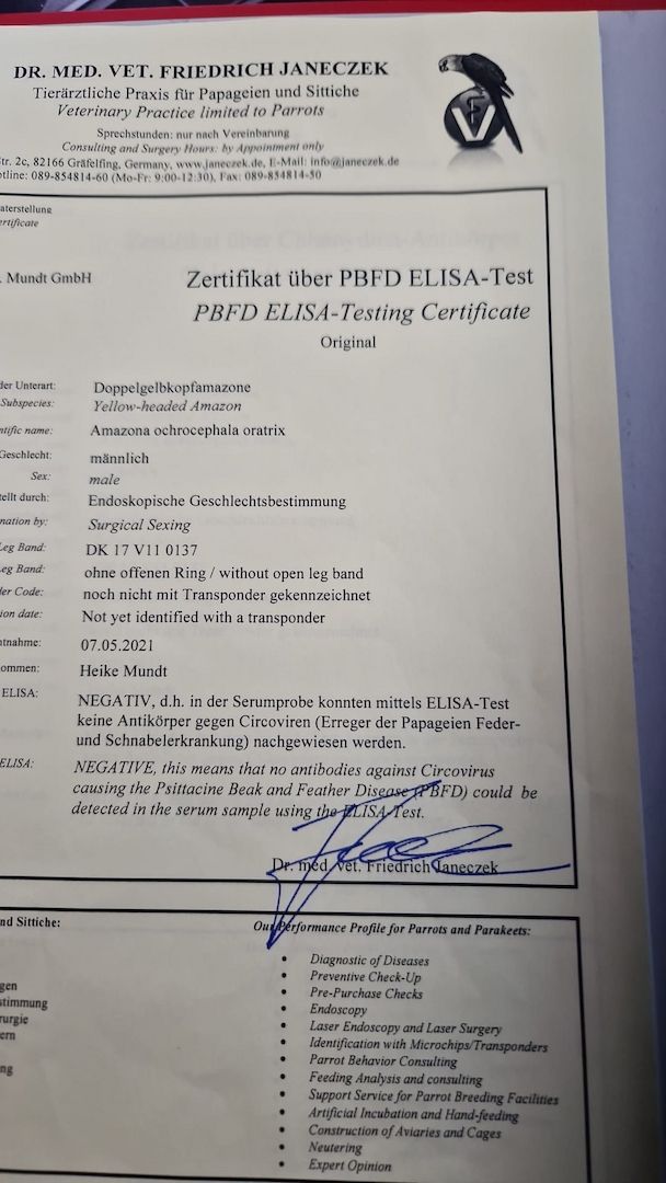 Verkauf 2 Doppelgelbkopf Amazonen