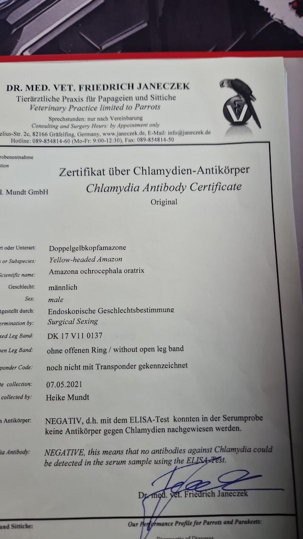 Verkauf 2 Doppelgelbkopf Amazonen