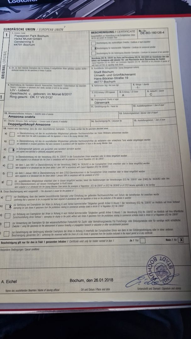 Verkauf 2 Doppelgelbkopf Amazonen