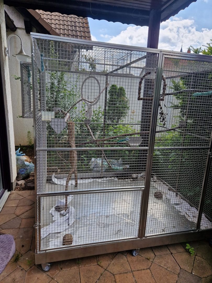 Verkauf 2 Doppelgelbkopf Amazonen