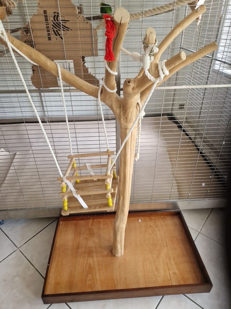 Verkauf 2 Doppelgelbkopf Amazonen