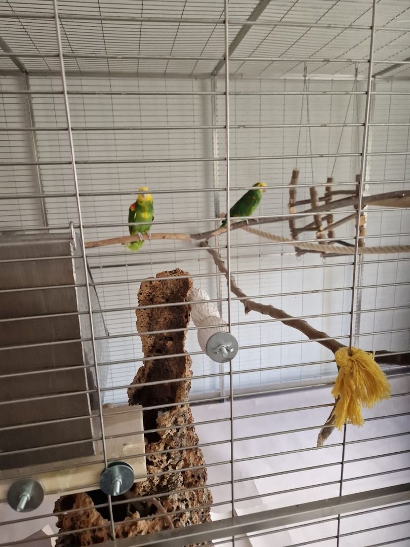 Verkauf 2 Doppelgelbkopf Amazonen