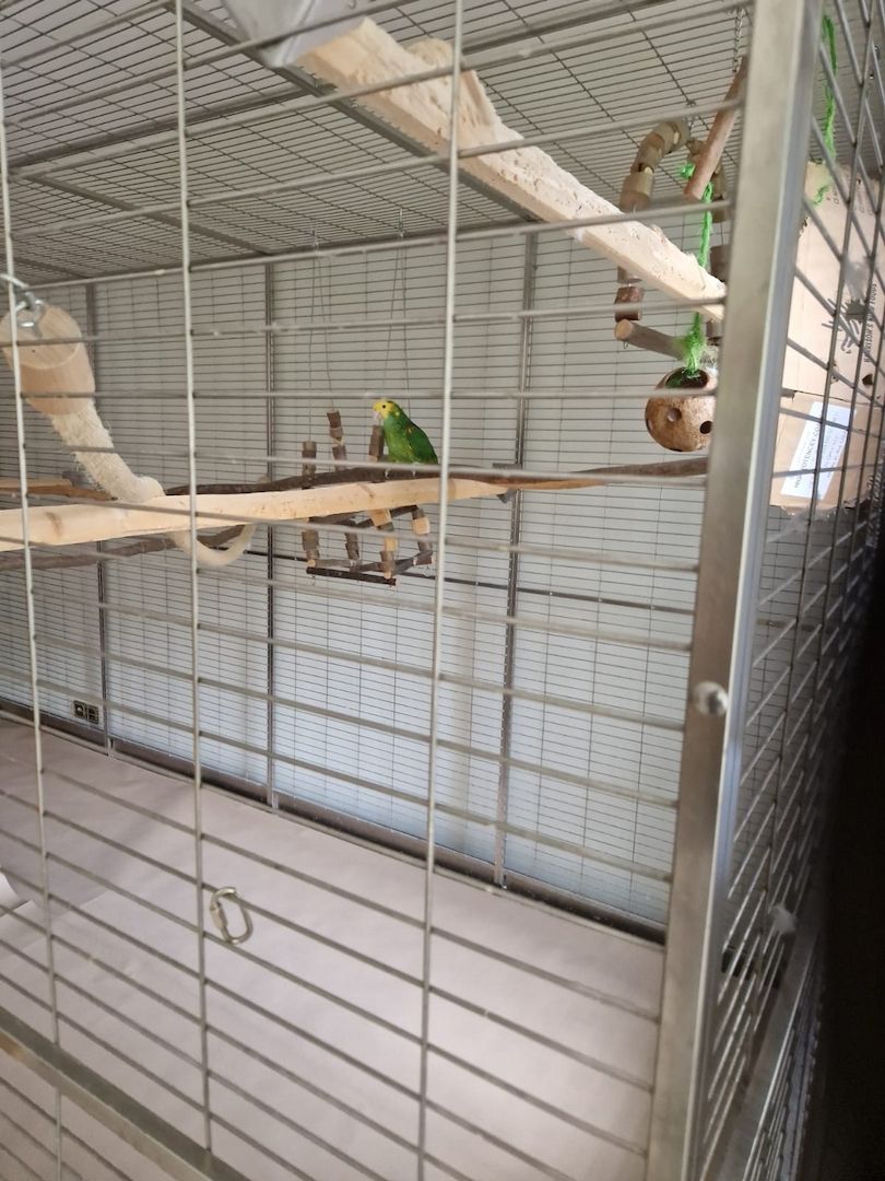 Verkauf 2 Doppelgelbkopf Amazonen