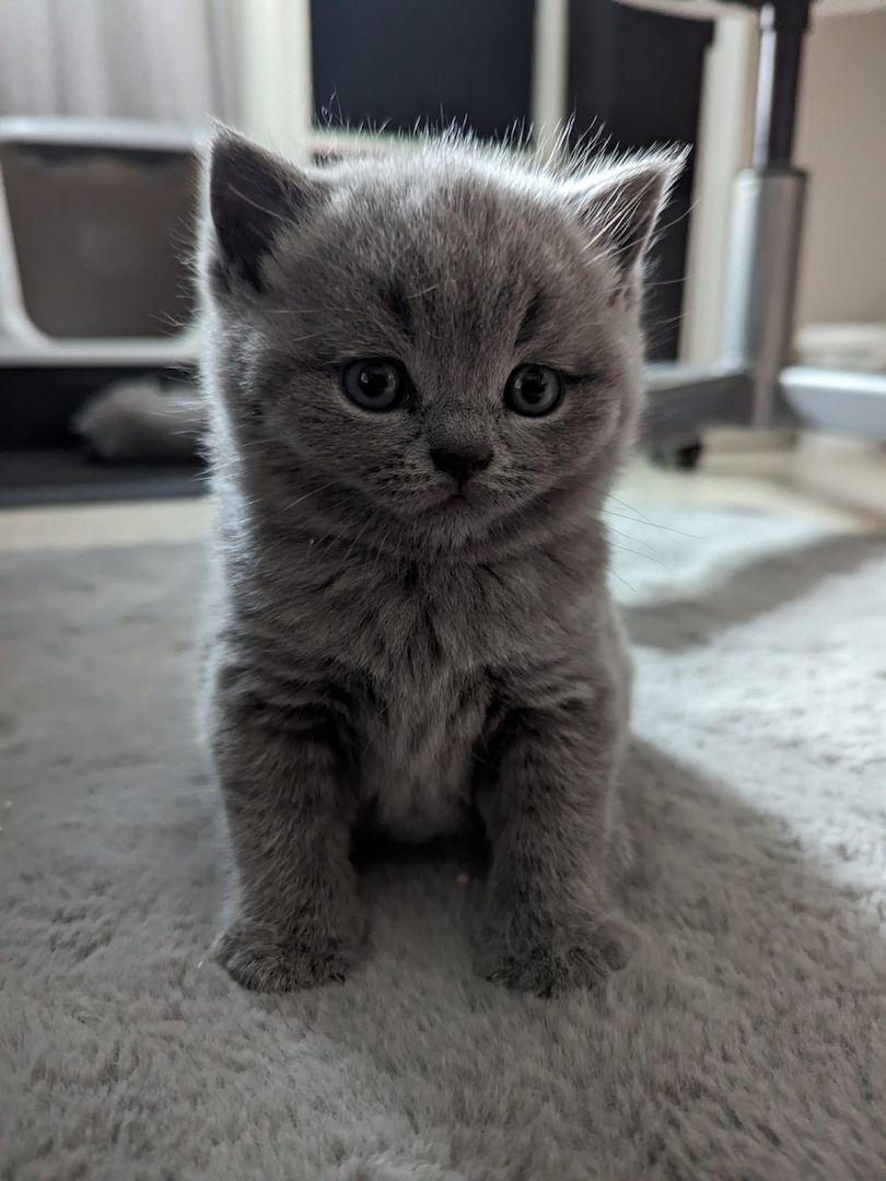 BKH Kitten BKH Kitten