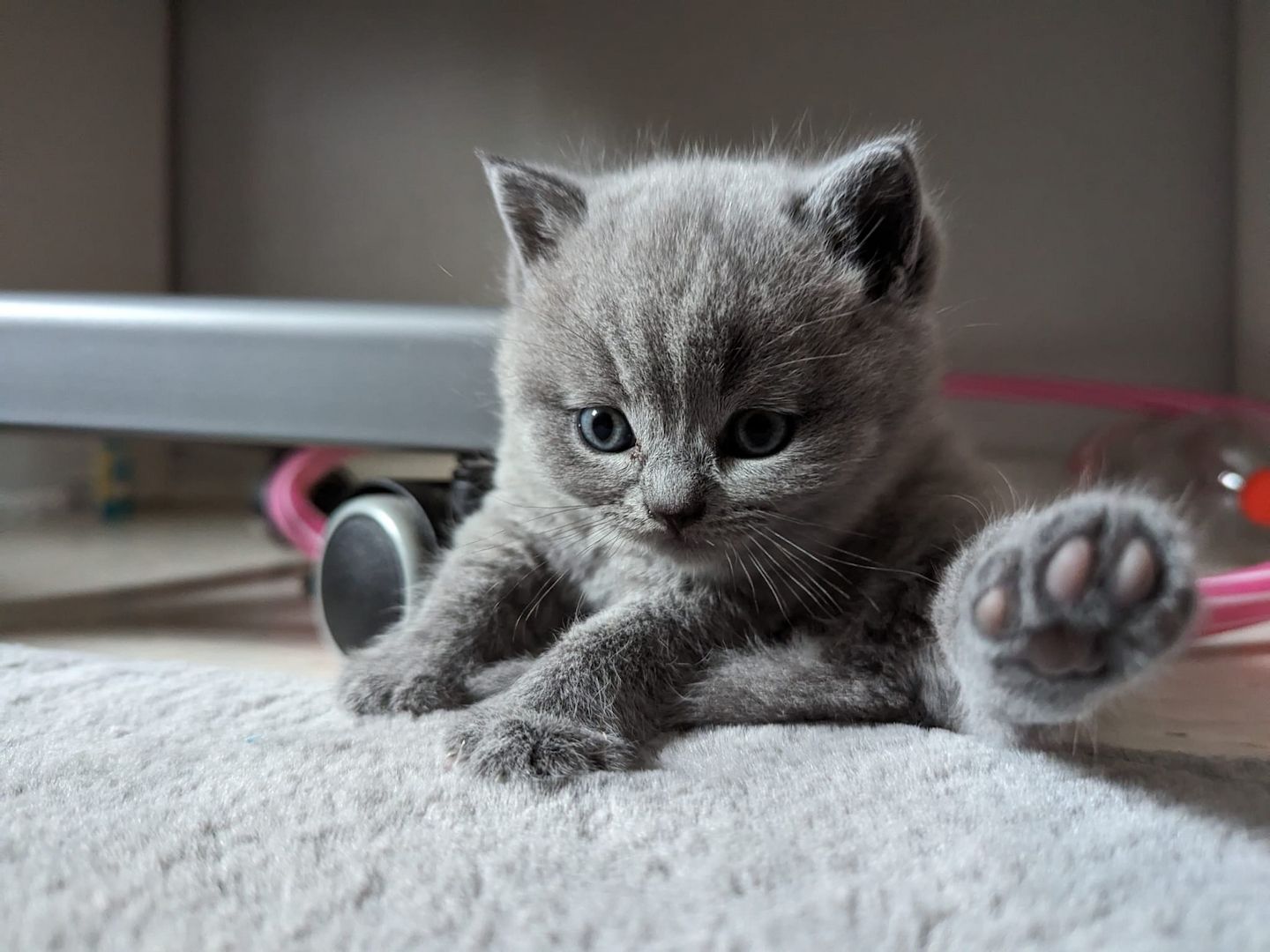 BKH Kitten BKH Kitten