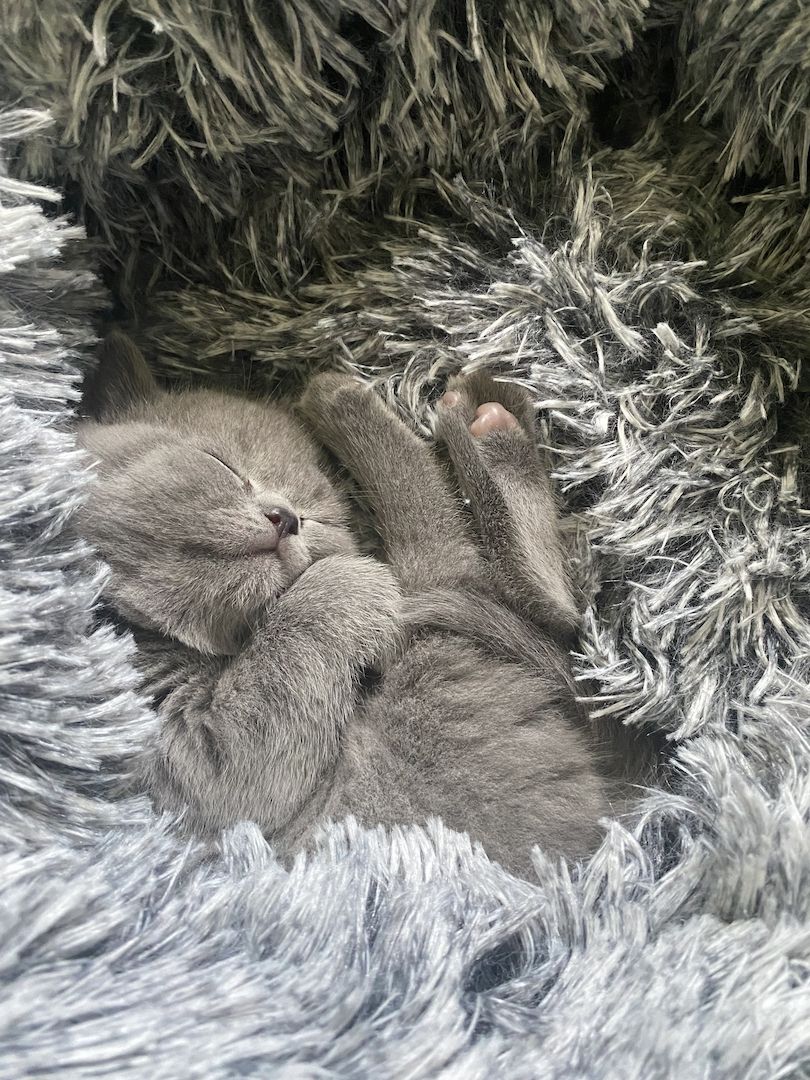 BKH Kitten BKH Kitten