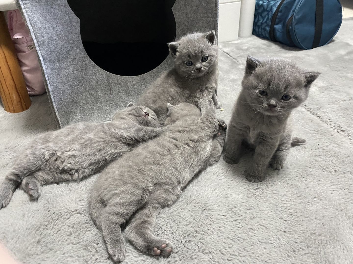 BKH Kitten BKH Kitten