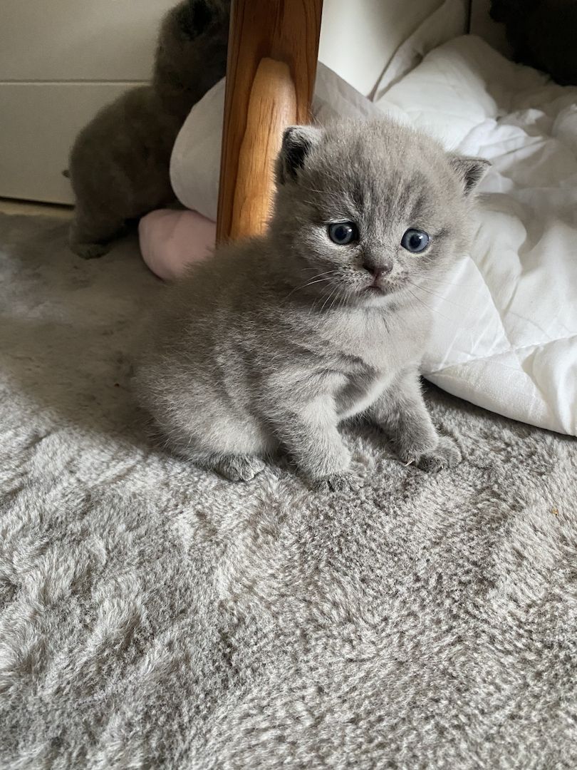 BKH Kitten BKH Kitten