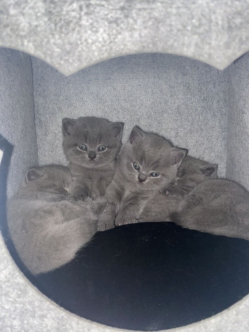 BKH Kitten BKH Kitten