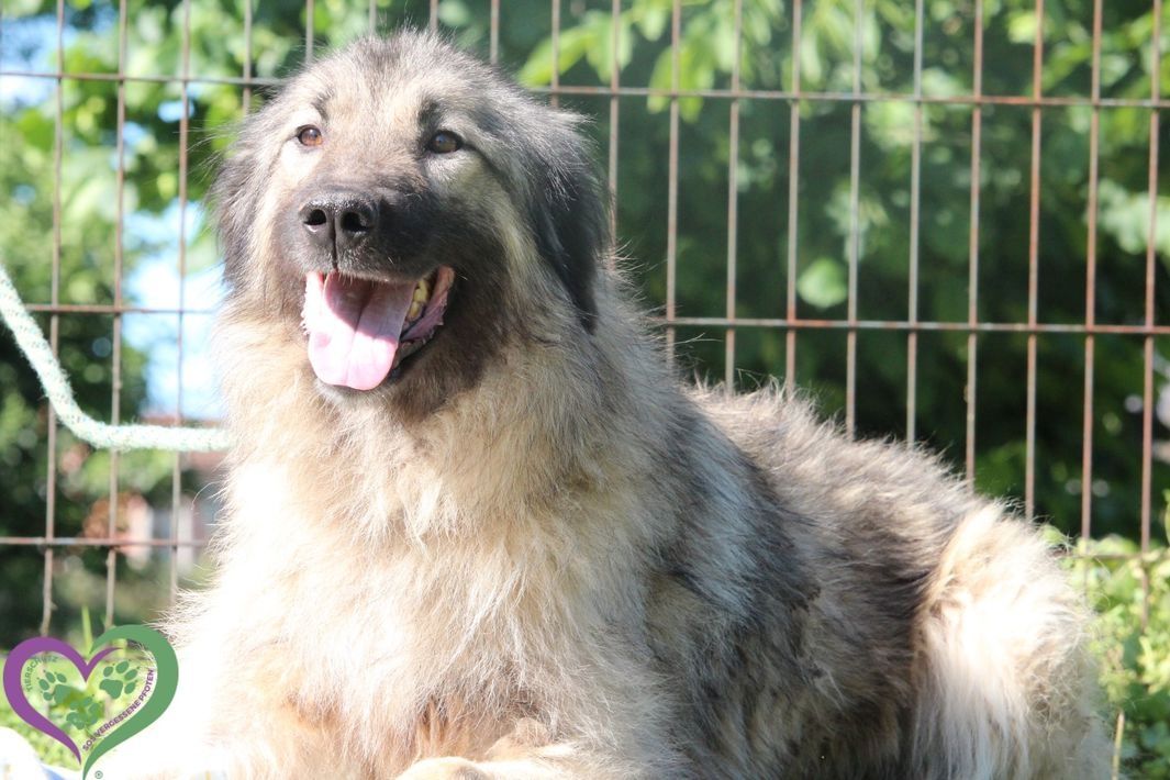 Arima sucht ihre Menschen...