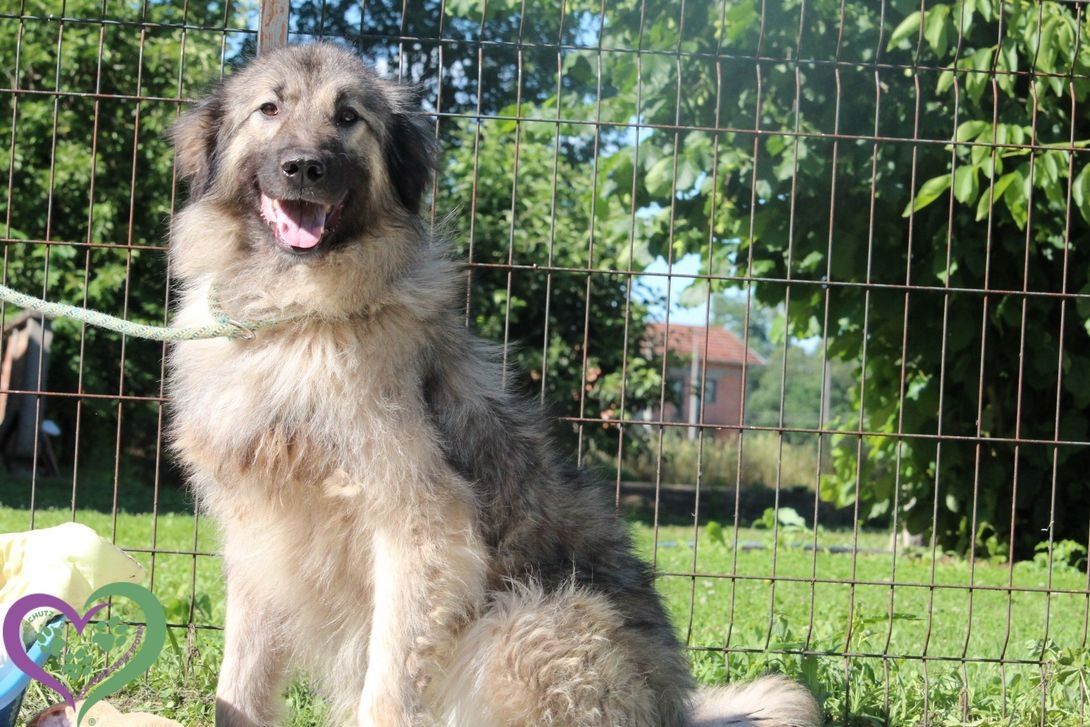 Arima sucht ihre Menschen...