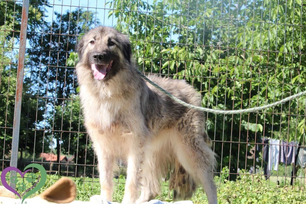 Arima sucht ihre Menschen...